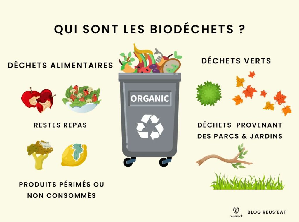 Présentation des déchets alimentaires et des déchets verts